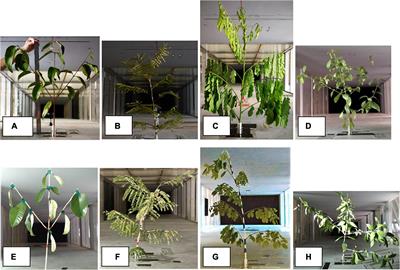 General Feasibility of Physical Models of Tree Branches